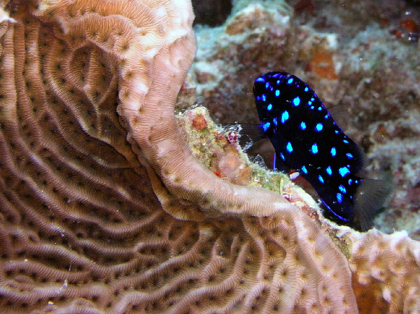 Juvenile yellow tail
damsel commonly called
"jewel fish"