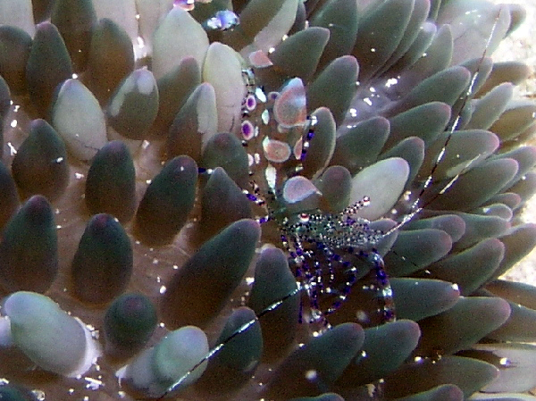 anemone shrimp on carpet anemone