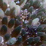 anemone shrimp on carpet anemone