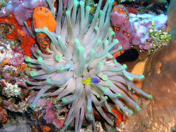 anemone and juvenile
spanish hog fish