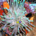 anemone and juvenile
spanish hog fish