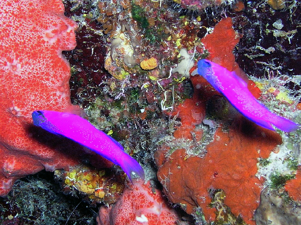 pair of black cap bassletts