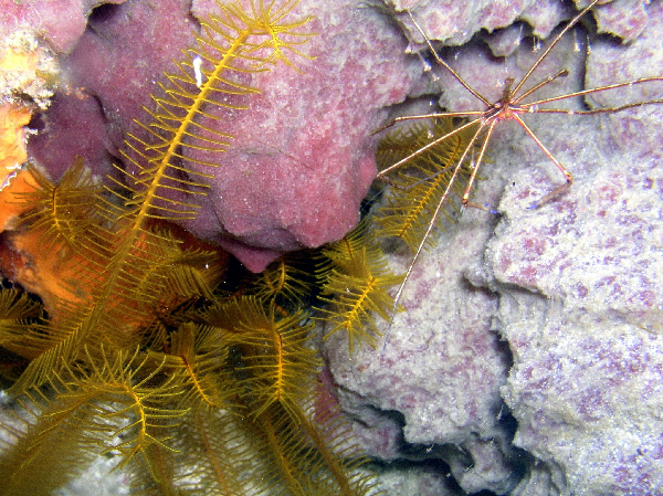 arrow crab and pretty plant?