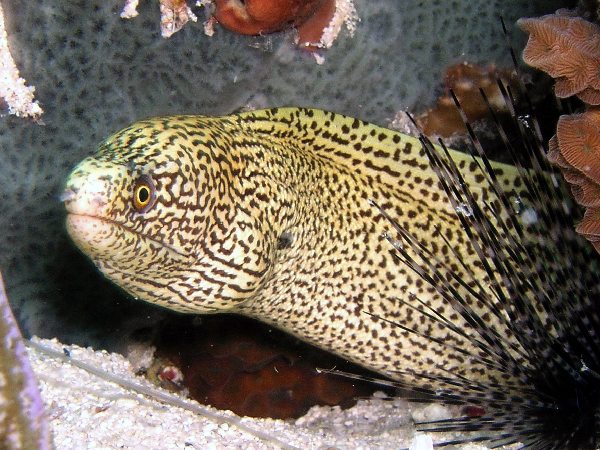 i like this one
golden tail eel