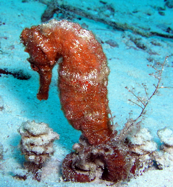 seahorse at tormentos reef
right before safety stop