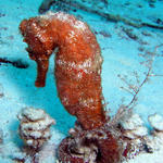 seahorse at tormentos reef
right before safety stop