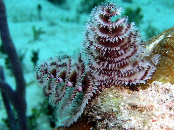 christmas tree worms