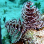 christmas tree worms