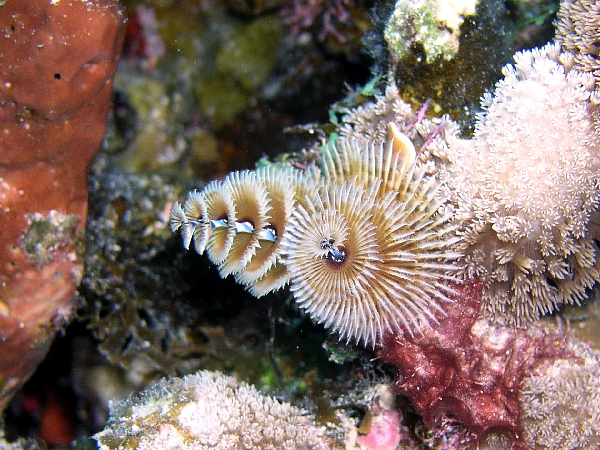 christmas tree worms