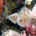 christmas tree worms