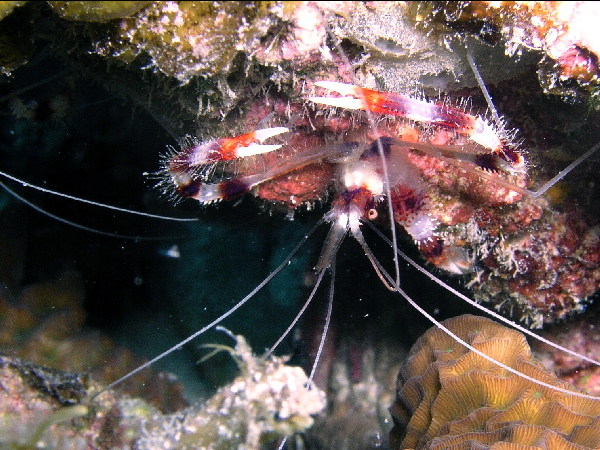 banded coral shrimp