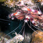 banded coral shrimp