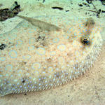 peacock flounder