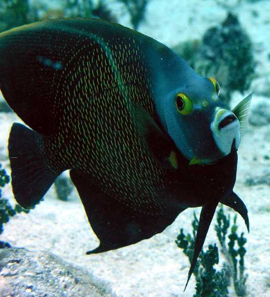 black angel fish or french?
