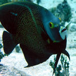 black angel fish or french?