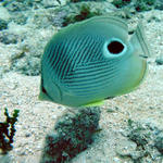 four eyed butterfly fish