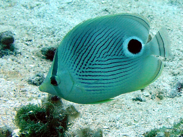 four eyed butterfly fish