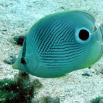 four eyed butterfly fish