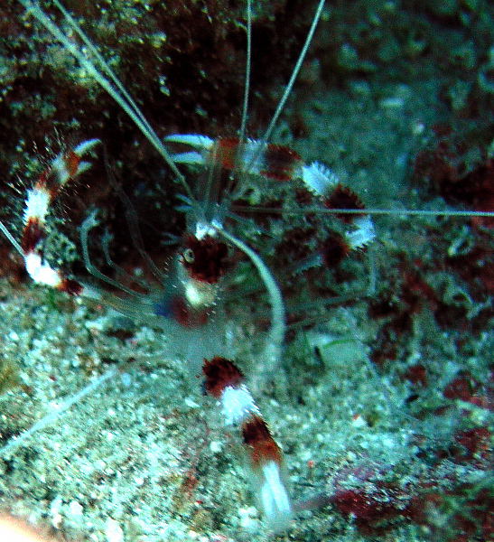 banded coral shrimp