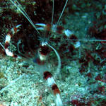 banded coral shrimp