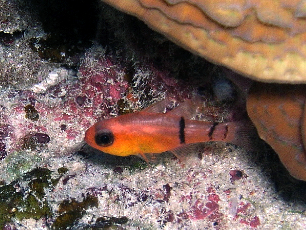 cardinal fish