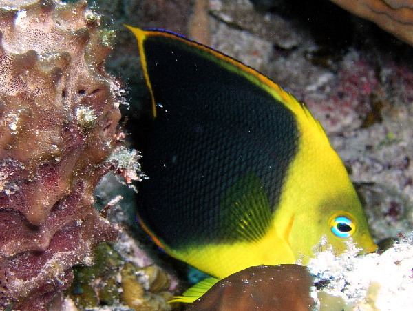 rock beauty angel fish