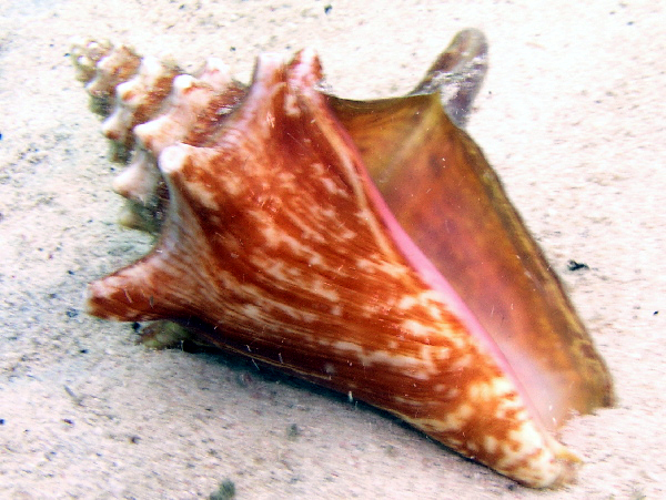 conch shell