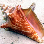 conch shell