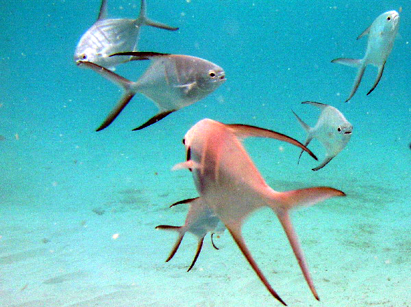 juvenile permit at el pres beach