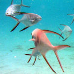 juvenile permit at el pres beach