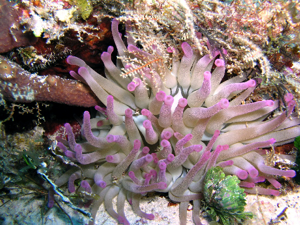 sea anemone