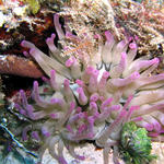 sea anemone