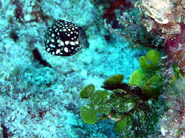 juvenile spotted trunk fish