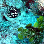 juvenile spotted trunk fish