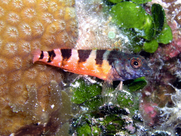 saddleback blenny