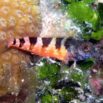 saddleback blenny