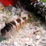 saddleback blenny