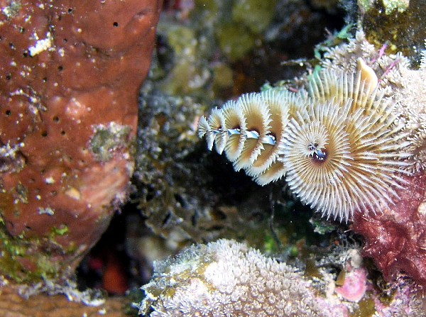 christmas tree worms