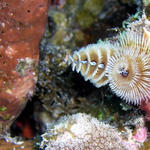 christmas tree worms