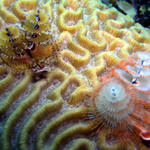 two colors of christmas tree
worms on brain coral