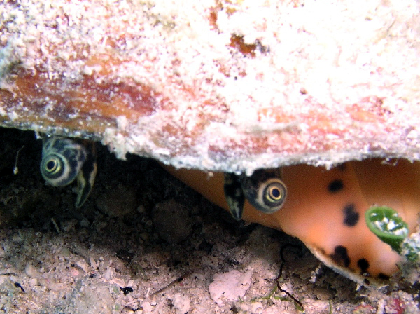 conch shell eyes