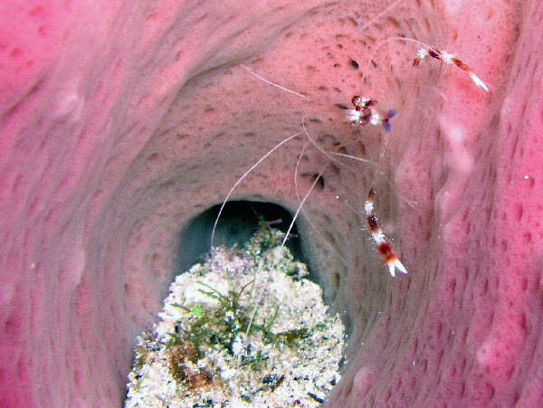 banded coral shrimp