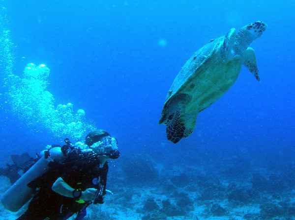 denise watching turtle
going up for air