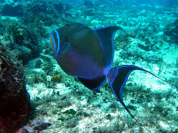 queen trigger fish