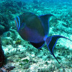 queen trigger fish