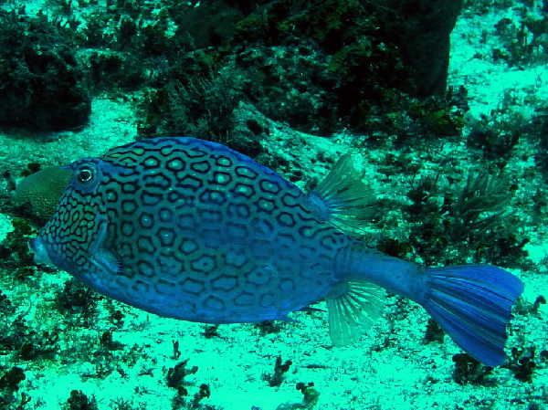 cow fish