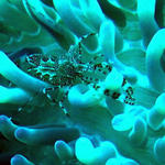 anemone shrimp