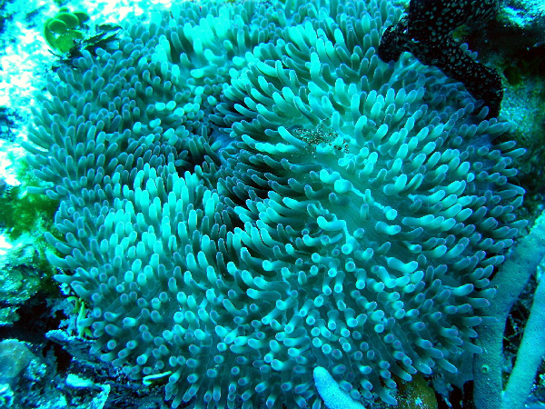 carpet anemone