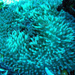 carpet anemone