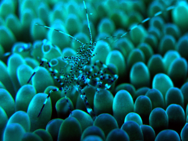 anemone shrimp